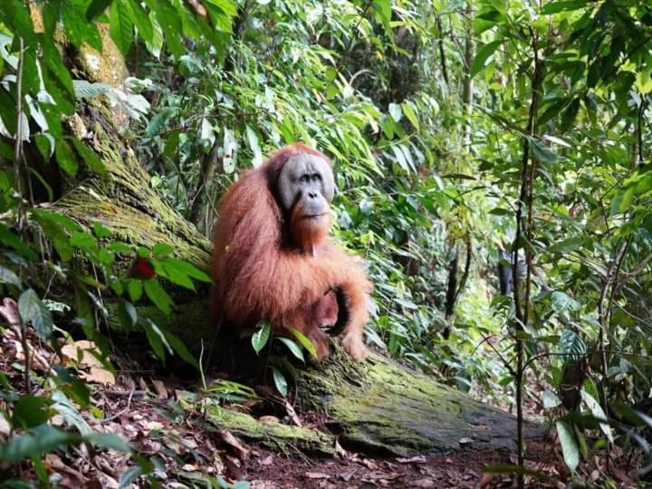 Pongo Guest House & Jungle Trekking Bukit Lawang Exteriör bild