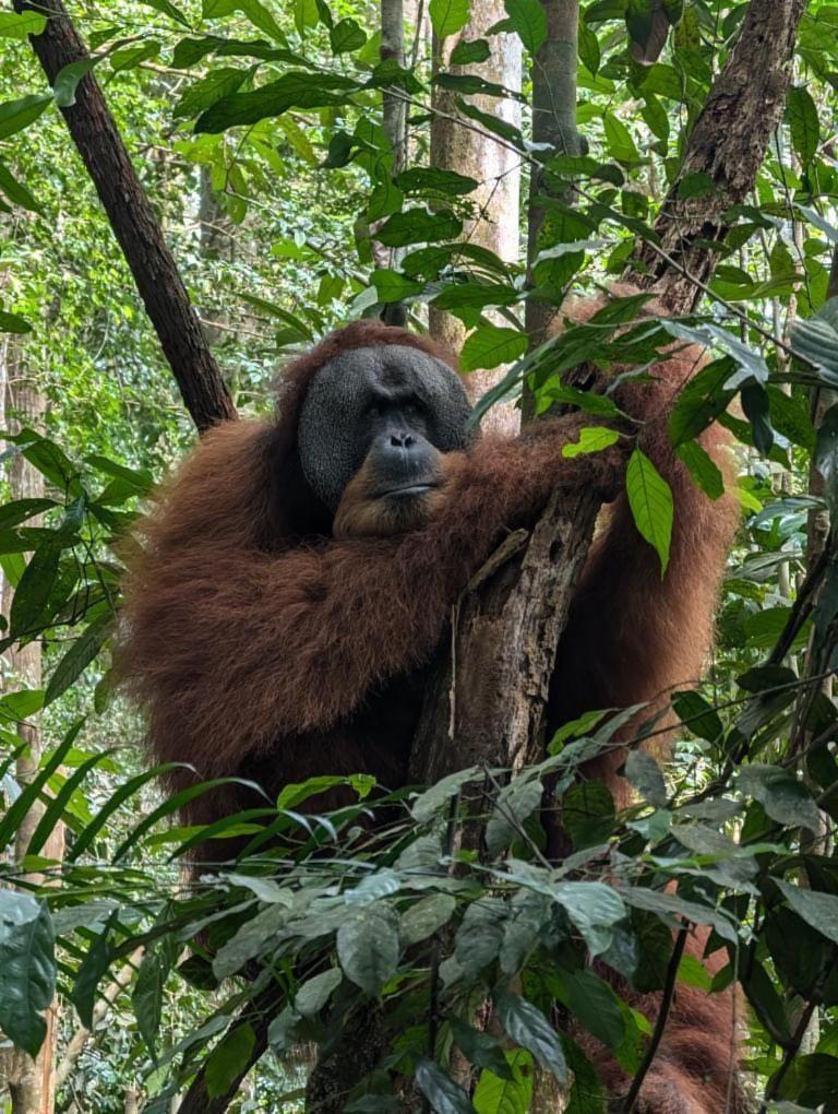 Pongo Guest House & Jungle Trekking Bukit Lawang Exteriör bild