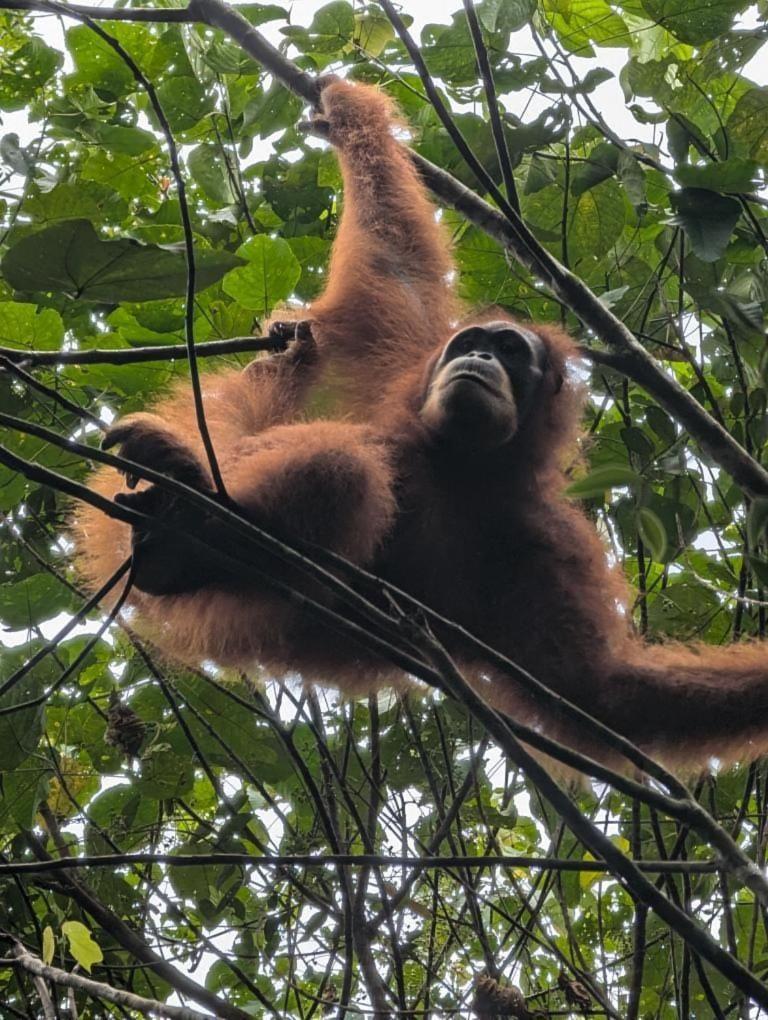 Pongo Guest House & Jungle Trekking Bukit Lawang Exteriör bild