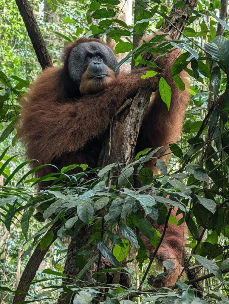 Pongo Guest House & Jungle Trekking Bukit Lawang Exteriör bild