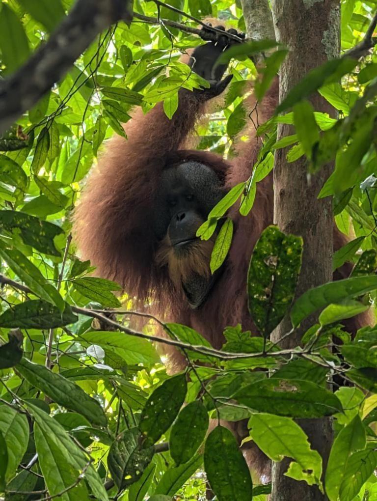 Pongo Guest House & Jungle Trekking Bukit Lawang Exteriör bild