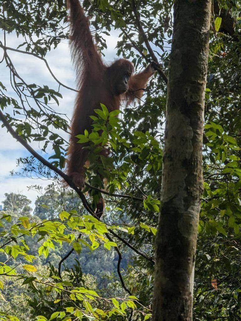 Pongo Guest House & Jungle Trekking Bukit Lawang Exteriör bild