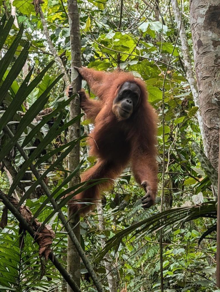 Pongo Guest House & Jungle Trekking Bukit Lawang Exteriör bild