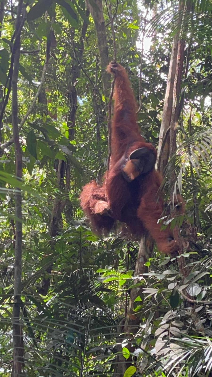 Pongo Guest House & Jungle Trekking Bukit Lawang Exteriör bild